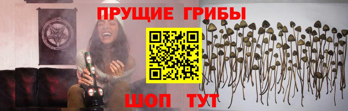 Галлюциногенные грибы Cubensis  Галлюциногенные грибы мицелий  Солнечногорск  Вход с VPN 